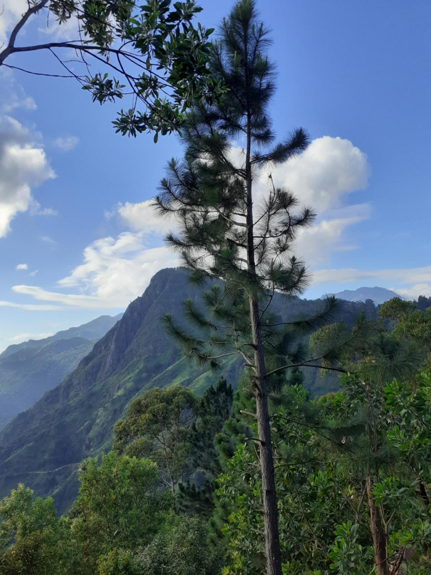 Ella Hillsite View Hotel Bagian luar foto